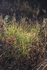 wild grasses in the fields
