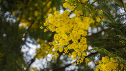 Mimosa flowers during flowering close-up, yellow, spring awakening, nature of the south of France