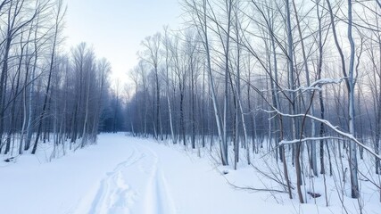 Obraz premium Snowy forest with bare trees and untouched snow, wintry, snow-covered