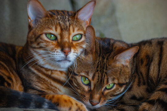 Close-Up of Two Bengal Cats Snuggling Together in Warm Light