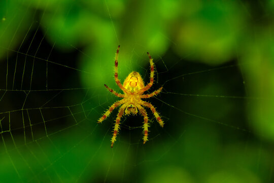 Ara&ntilde;a de jard&iacute;n