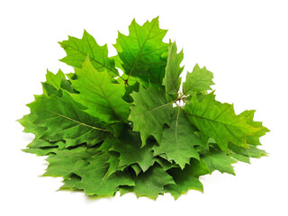 Bouquet of fresh oak leaves