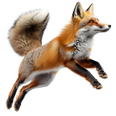 Fototapeta premium red fox vulpes