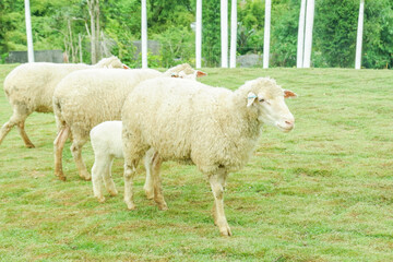 Fototapeta premium Flock grazing sheep grazing peacefully on a lush green field near the coastline,themes related to agriculture,countryside living, animal husbandry,herd of sheep in farm grass hill,space for text..