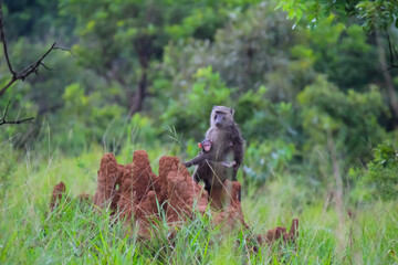 Baboon on termite mound