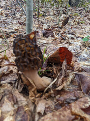 A close-up of black Morel Mushrooms growing on the forest floor