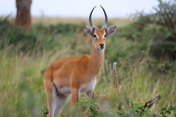 impala in the savannah