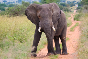 African elephant in a standoff