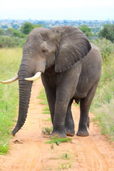 African elephant looking for food