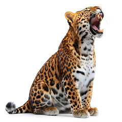 leopard in front of white background