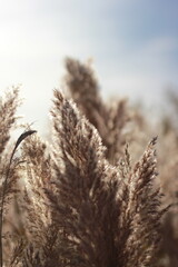 Fototapeta premium wild grasses in the fields