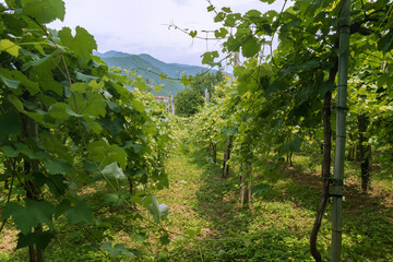 green vineyards in the middle of the mountains in Georgia on a clear sunny summer day
