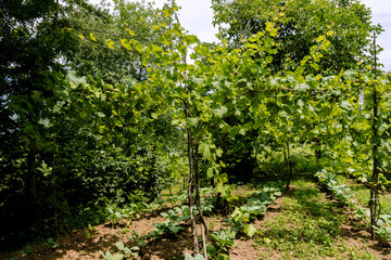 green vineyards in the middle of the mountains in Georgia on a clear sunny summer day