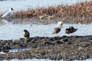 Obraz premium Male Ruff (bird) in breeding plumage and other birds