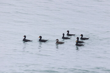 flock Black scoter birdfloats on the waves in the ocean