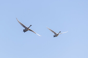 two swans flying in the sky
