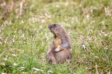 Bobak marmot stand on a grass on summer day