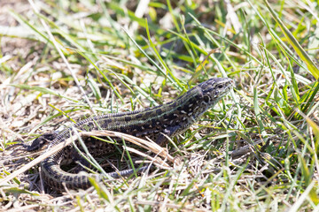 small green lizard in the grass