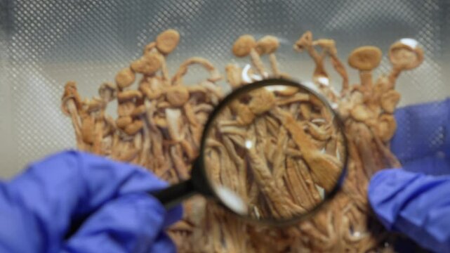 Scientist examining magic mushrooms for health therapy research. Laboratory set, psilocybin mushrooms microdosing discovery and development. Mental health clinic trial treatment for PTSD depression.