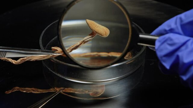 Scientist examination magic mushrooms with magnifying glass for health therapy research. Laboratory set psilocybin mushrooms microdosing discovery and development. Mental health clinic trial treatment