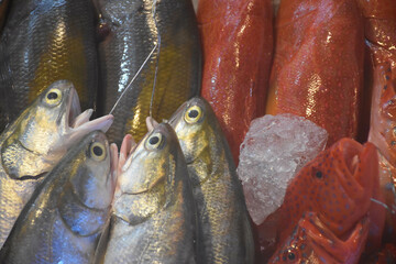 Close-up of fish at the fish market © Kevin