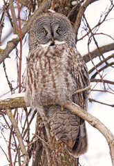 Great Grey Owl sitting on a tree branch in the forest, Quebec, Canada
