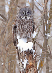 Great Grey Owl sitting on a tree branch in the forest, Quebec, Canada