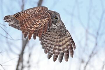 Great Grey Owl flying in the forest, Quebec, Canada