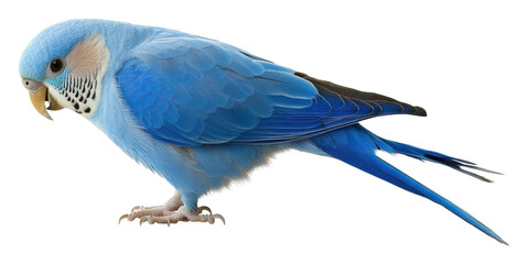 Fototapeta premium Colorful blue budgerigar standing on a surface