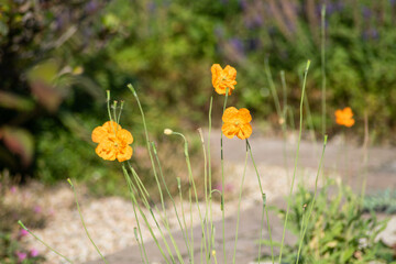 field of yellow flowers