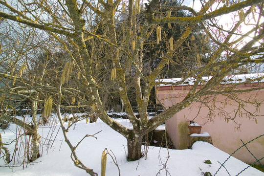 house in the snow in window, Foresta di Badde Salighe- Ortakis Bolotana Bonorva, Sardinia, Italy.