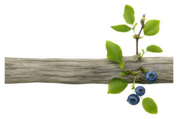 Fresh blueberries growing on a wooden branch