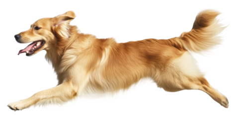 Golden retriever playing joyfully in the park