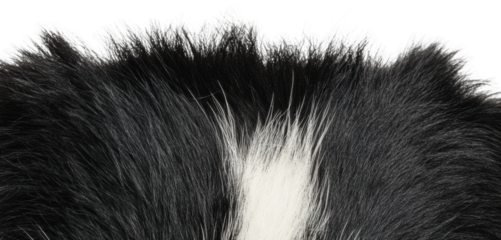 Close-up view of black and white dog fur texture
