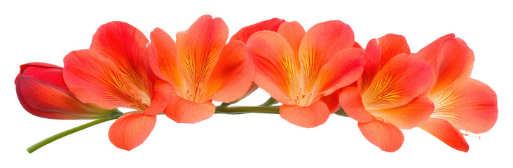 Vibrant orange flowers arranged along a stem