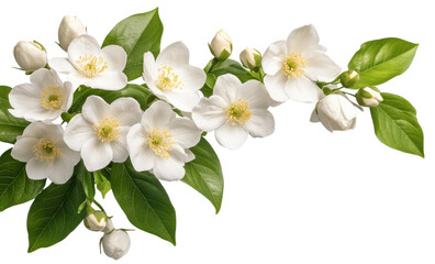 Obraz premium White jasmine flowers with green leaves isolated