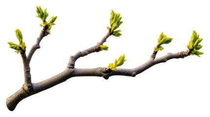 Fototapeta premium Fresh green leaves sprouting on a bare branch