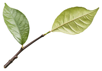 Fototapeta premium Two green leaves on a white background