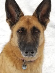 german shepherd dog