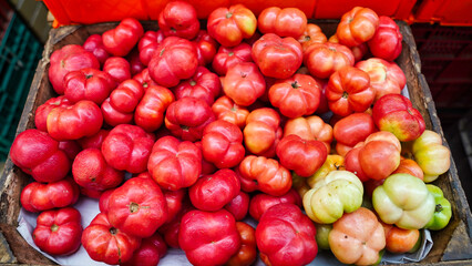 Assorted varieties of fresh yucatan native tomatoes for sale in the municipal market or Mercado Municipal de Valladolid in historic Valladolid town,a Pueblo Magico city in Yucatan,Mexico