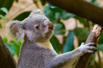 koala in tree