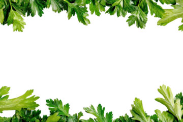 Fresh parsley leaves on transparent bg