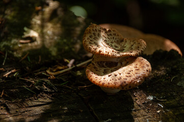 Dryad's Saddle Mushrooms (Polyporus squamosus or Pheasant Back) growing on a log in the forest