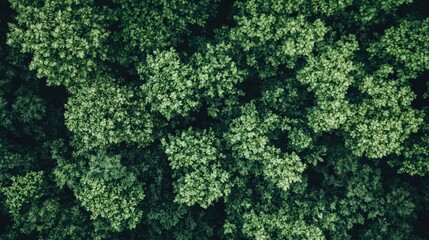 Lush Green Canopy from Above Showcasing Dense Forest Cover with Varying Shades of Green Creating a Serene and Tranquil Natural Landscape Ideal for Nature Lovers