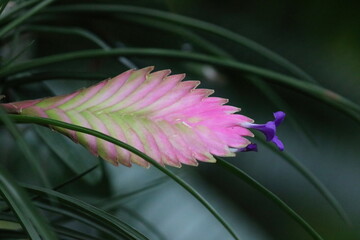 Obraz premium Pink Quill Plant Flower Close-Up