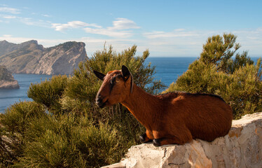Wild brown goat sitting on a rock. In the background rocks and sea. Formentor Peninsula in Mallorca