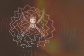 A funny pose of a spider on its web, with a soft sunlight background., spider on web, spider on the web