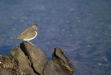 Piro piro piccolo, Actitis hypoleucos, Stagni di Casaraccio, Stintino, Sardegna, Italia..Common sandpiper, Actitis hypoleuco, Sardinia, Italy