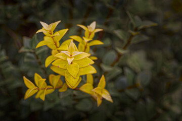Beautiful yellow flowers by the riverside in Japan., yellow flowers on a green background