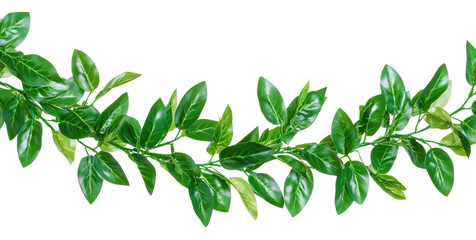 Vine with green leaves on transparent bg